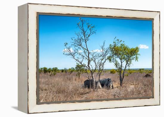 Awesome South Africa Collection - Two white Rhino slepping-Philippe Hugonnard-Framed Premier Image Canvas