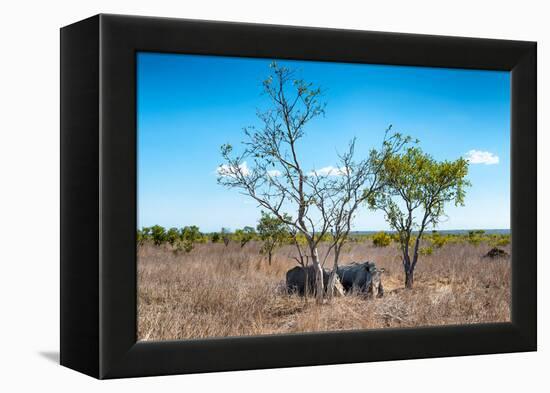 Awesome South Africa Collection - Two white Rhino slepping-Philippe Hugonnard-Framed Premier Image Canvas