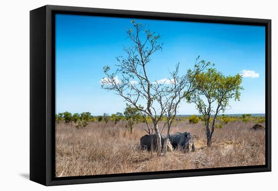 Awesome South Africa Collection - Two white Rhino slepping-Philippe Hugonnard-Framed Premier Image Canvas