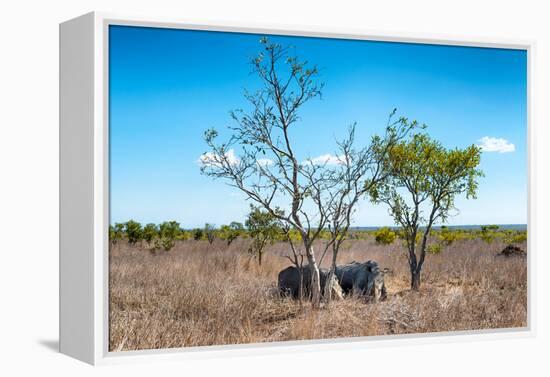Awesome South Africa Collection - Two white Rhino slepping-Philippe Hugonnard-Framed Premier Image Canvas