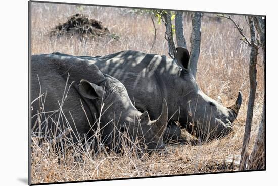 Awesome South Africa Collection - Two white Rhino slepping-Philippe Hugonnard-Mounted Photographic Print