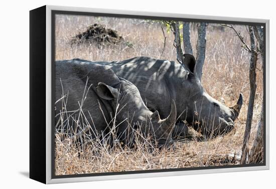 Awesome South Africa Collection - Two white Rhino slepping-Philippe Hugonnard-Framed Premier Image Canvas