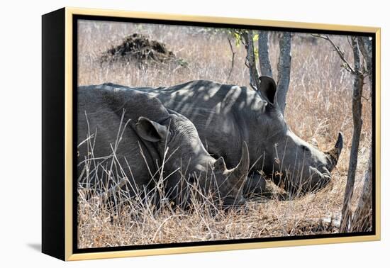 Awesome South Africa Collection - Two white Rhino slepping-Philippe Hugonnard-Framed Premier Image Canvas