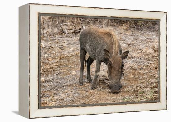 Awesome South Africa Collection - Warthog-Philippe Hugonnard-Framed Premier Image Canvas