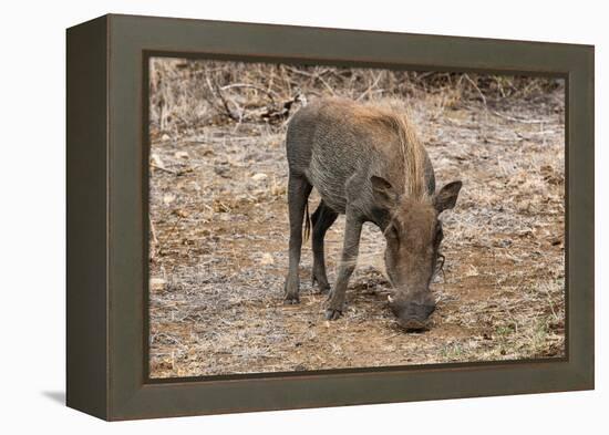 Awesome South Africa Collection - Warthog-Philippe Hugonnard-Framed Premier Image Canvas