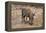 Awesome South Africa Collection - Warthog-Philippe Hugonnard-Framed Premier Image Canvas