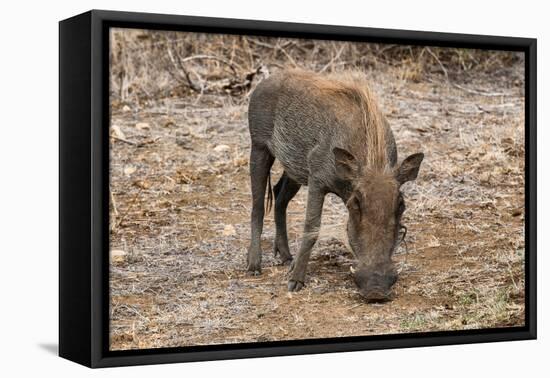 Awesome South Africa Collection - Warthog-Philippe Hugonnard-Framed Premier Image Canvas