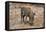 Awesome South Africa Collection - Warthog-Philippe Hugonnard-Framed Premier Image Canvas