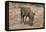 Awesome South Africa Collection - Warthog-Philippe Hugonnard-Framed Premier Image Canvas