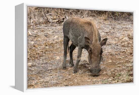 Awesome South Africa Collection - Warthog-Philippe Hugonnard-Framed Premier Image Canvas