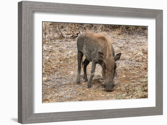 Awesome South Africa Collection - Warthog-Philippe Hugonnard-Framed Photographic Print