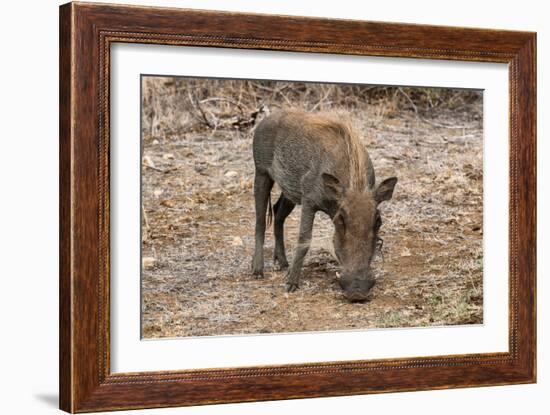 Awesome South Africa Collection - Warthog-Philippe Hugonnard-Framed Photographic Print