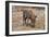 Awesome South Africa Collection - Warthog-Philippe Hugonnard-Framed Photographic Print