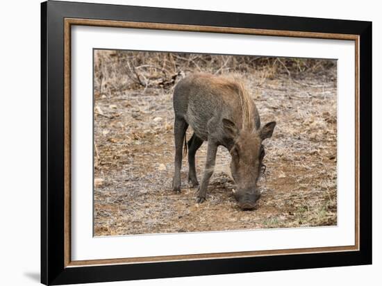 Awesome South Africa Collection - Warthog-Philippe Hugonnard-Framed Photographic Print