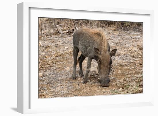 Awesome South Africa Collection - Warthog-Philippe Hugonnard-Framed Photographic Print