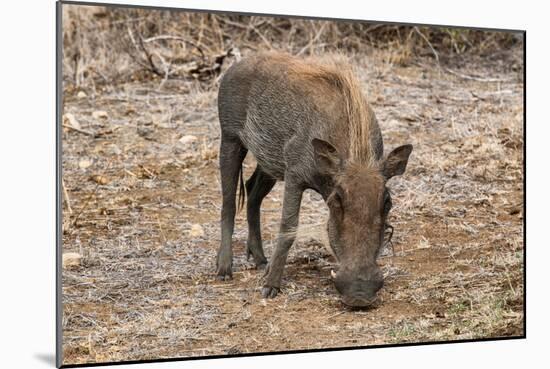 Awesome South Africa Collection - Warthog-Philippe Hugonnard-Mounted Photographic Print