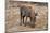 Awesome South Africa Collection - Warthog-Philippe Hugonnard-Mounted Photographic Print