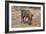 Awesome South Africa Collection - Warthog-Philippe Hugonnard-Framed Photographic Print