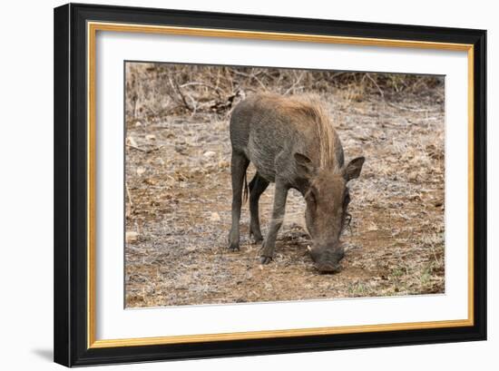 Awesome South Africa Collection - Warthog-Philippe Hugonnard-Framed Photographic Print