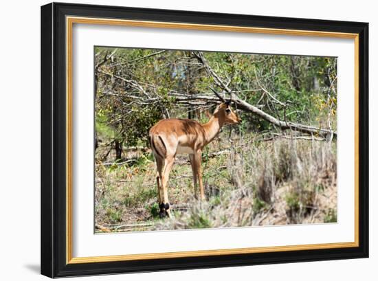 Awesome South Africa Collection - Young Impala-Philippe Hugonnard-Framed Photographic Print