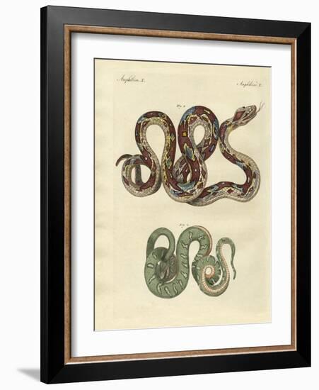Awful Snake-null-Framed Giclee Print