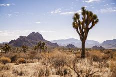 California, USA: A Huge Onshore Wind Farm Near Palm Springs / Desert Hot Springs-Axel Brunst-Photographic Print