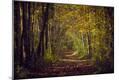 Photographic Print