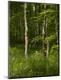 Premium Photographic Print