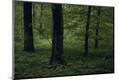 Premium Photographic Print