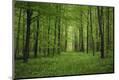 Premium Photographic Print