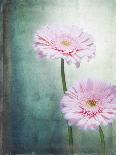 Amaryllis, Flowers, Blossoms, Still Life, Red, White, Black-Axel Killian-Photographic Print
