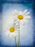 Blossoms, Bright, Different, Still Life-Axel Killian-Photographic Print
