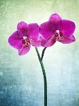 Orchid, Orchidacea, Flower, Blossom, Plant, Still Life, Green, Pink, Pink, Leaves-Axel Killian-Photographic Print