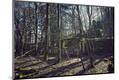 Premium Photographic Print