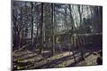 Photographic Print