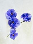 Marguerites, Flowers, Blossoms, Still Life, Blue, White-Axel Killian-Photographic Print