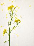 Woodruff, Galium Odoratum, Leaves, Green, Blossom-Axel Killian-Photographic Print