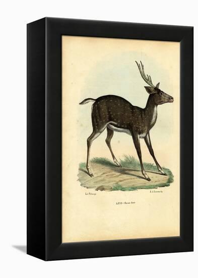 Axis Deer, 1863-79-Raimundo Petraroja-Framed Premier Image Canvas