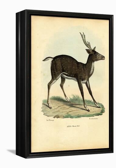 Axis Deer, 1863-79-Raimundo Petraroja-Framed Premier Image Canvas