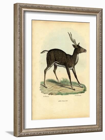 Axis Deer, 1863-79-Raimundo Petraroja-Framed Giclee Print