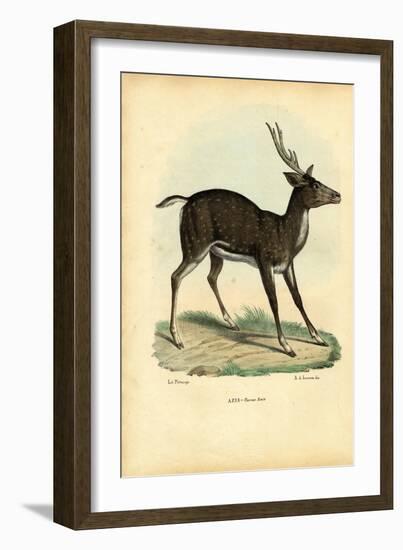 Axis Deer, 1863-79-Raimundo Petraroja-Framed Giclee Print