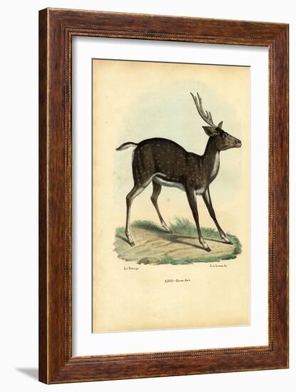 Axis Deer, 1863-79-Raimundo Petraroja-Framed Giclee Print