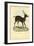 Axis Deer, 1863-79-Raimundo Petraroja-Framed Giclee Print