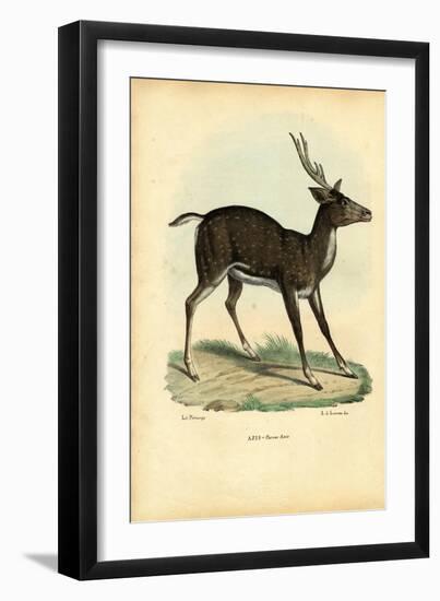 Axis Deer, 1863-79-Raimundo Petraroja-Framed Giclee Print