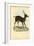Axis Deer, 1863-79-Raimundo Petraroja-Framed Giclee Print