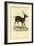 Axis Deer, 1863-79-Raimundo Petraroja-Framed Giclee Print