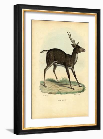 Axis Deer, 1863-79-Raimundo Petraroja-Framed Giclee Print