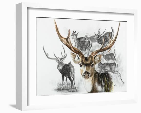 Axis Deer-Barbara Keith-Framed Giclee Print