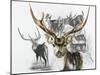Axis Deer-Barbara Keith-Mounted Giclee Print