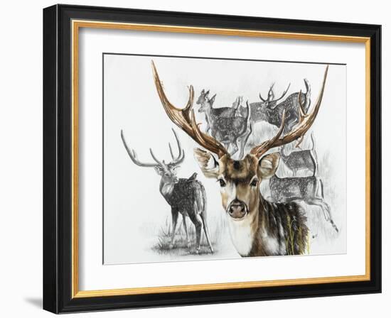 Axis Deer-Barbara Keith-Framed Giclee Print